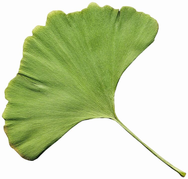 gingko biloba in Insuvit per il diabete